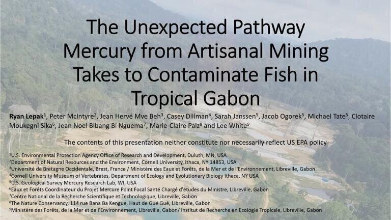 The Unexpected Pathway Mercury from Artisanal Mining Takes to Contaminate Fish in Tropical Gabon